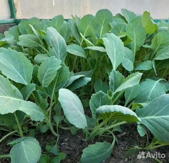 Рассада ранней капусты