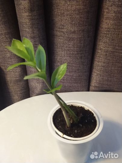 Замиокулькас,пилея.аглаонема Страйс и Мария