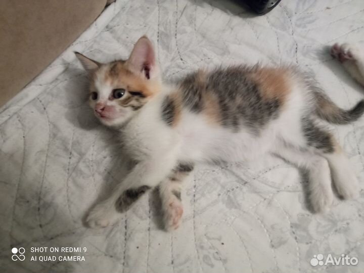 Котёнок бесплатно