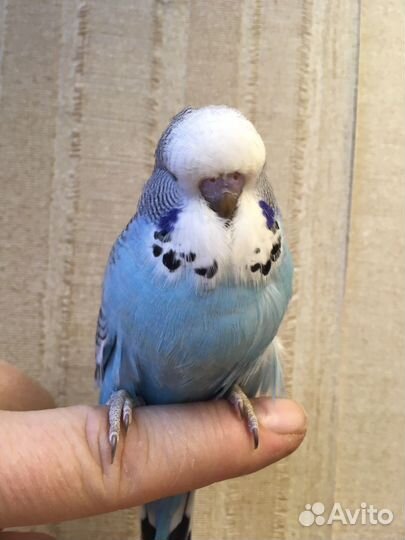 Выставочный волнистый попугай,ввп,чех