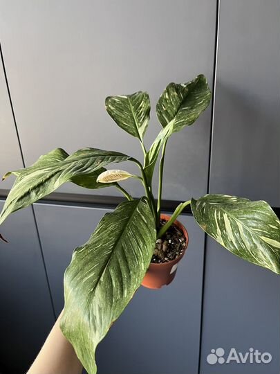 Алоказия Хойя Аглонема Фикус Абиджан спатифилиум