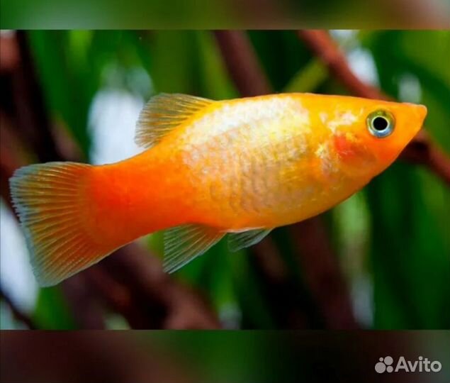 Аквариумные рыбки креветки