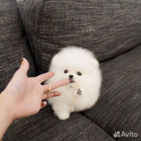 Микро девочки вес до 1.2 кг