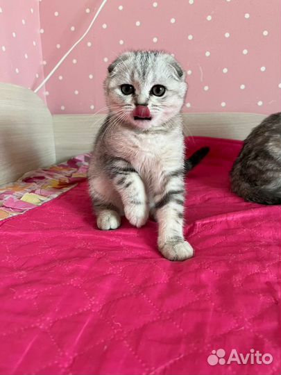 Клубные котята девочка и мальчик с документами