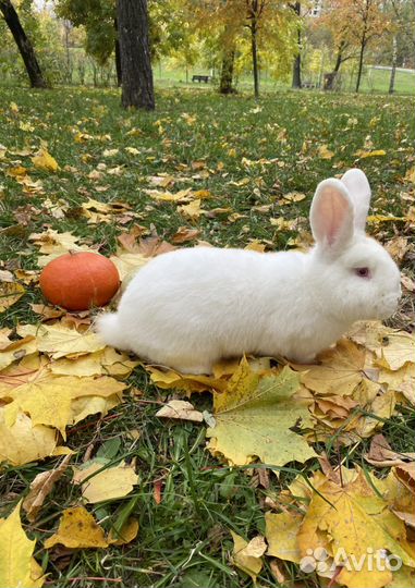 Аренда кроликов на праздник, фотосессию