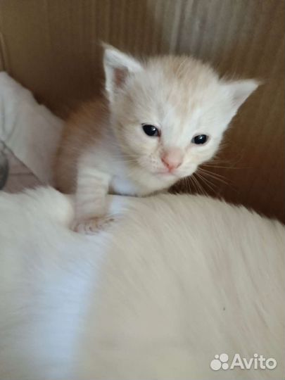 Котята турецкой ангоры