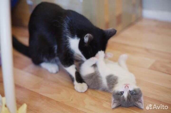 Да маленьких серых котенка 1,5 месяца в дар