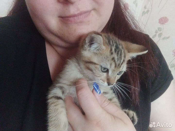 Кошки в добрые руки бесплатно
