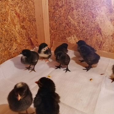 Цыплята несушки