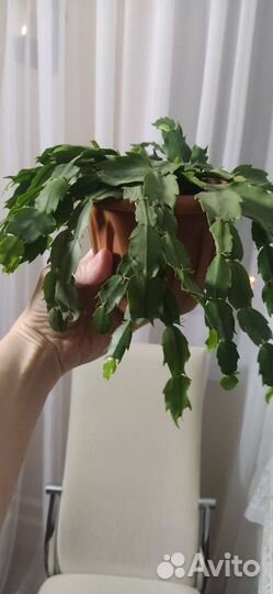 Декабрист шлюмбергера