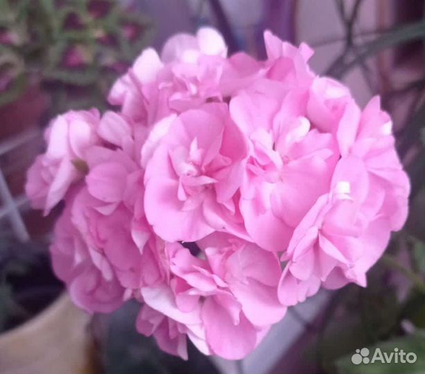 Герань пеларгония