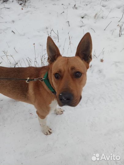 Песик Лукас