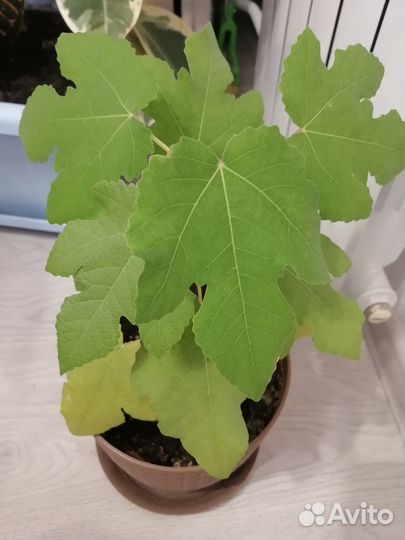 Инжир комнатный