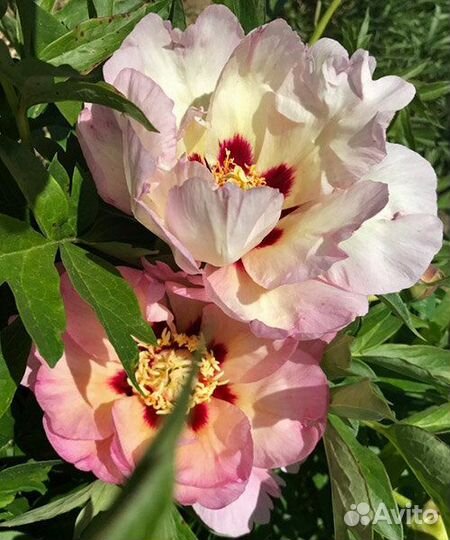 Пионы ито гибриды корни