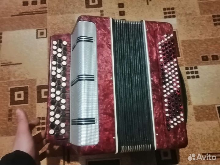 Баян вологодский