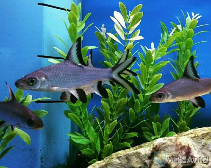 Рыбки оптом