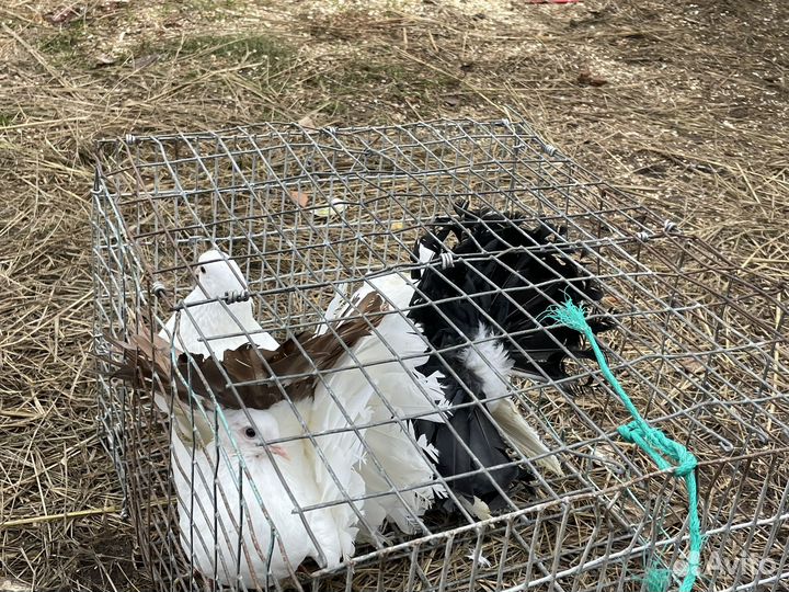 Голуби павлины