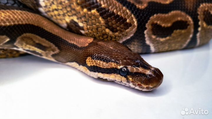 Змея аренда