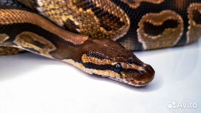 Змея аренда