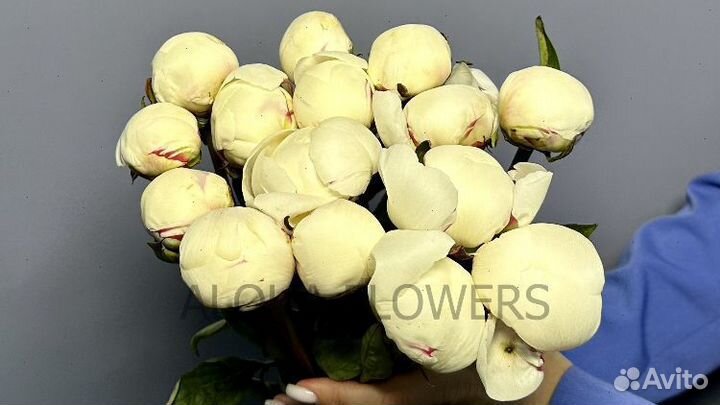 Пионы доставка цветов