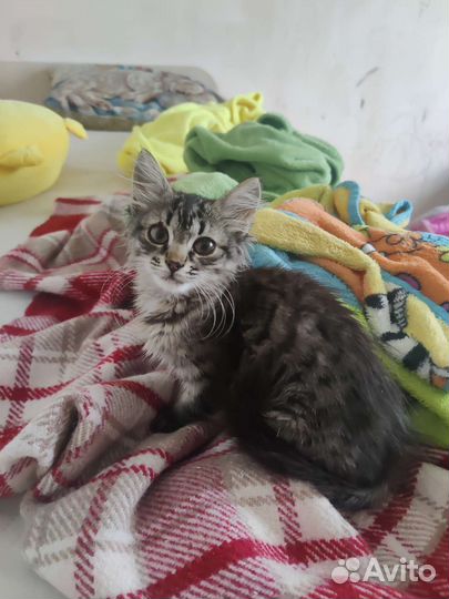 Котенок в добрые руки