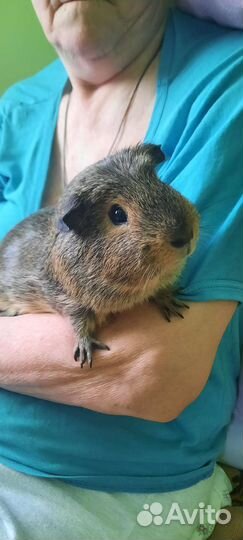 Самец морской свинки /случка