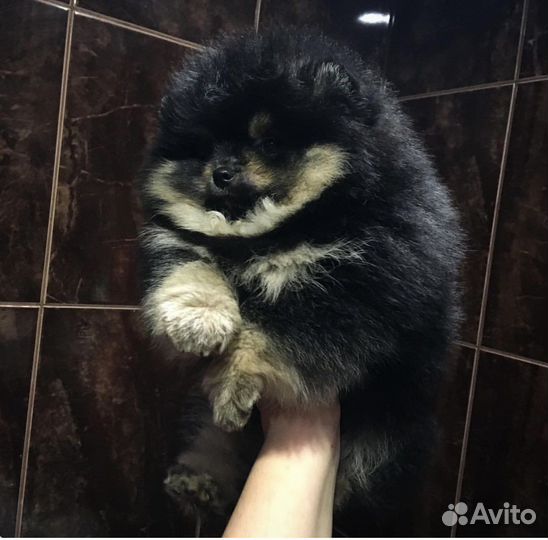 Помы мишки Boo