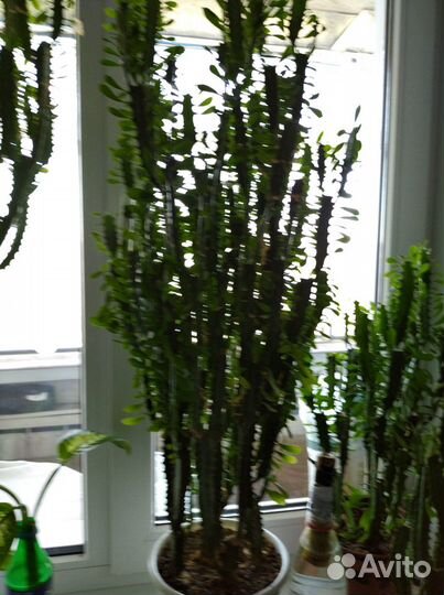 Треугольный молочай