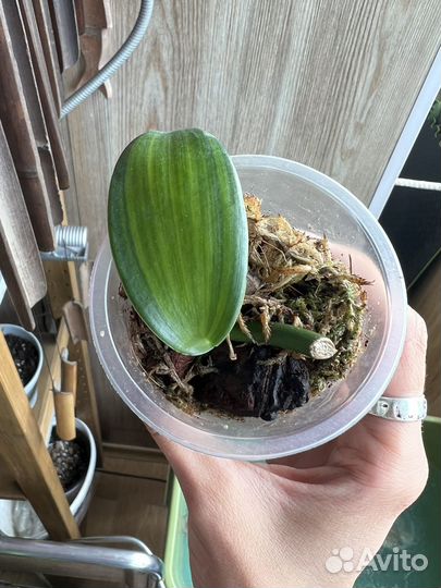 Орхидея ваниль