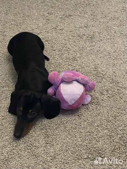 Карликовая такса щенок