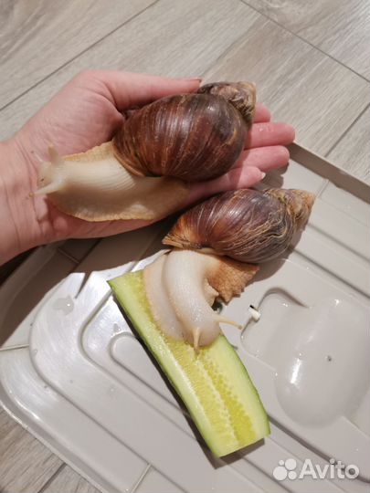 Улитки ахатины бесплатно