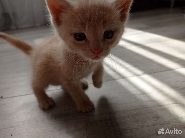 Котята бесплатно