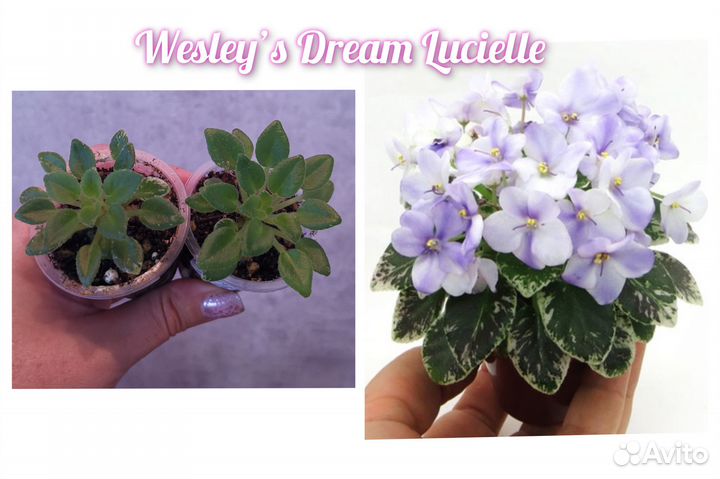 Детки мини фиалочек