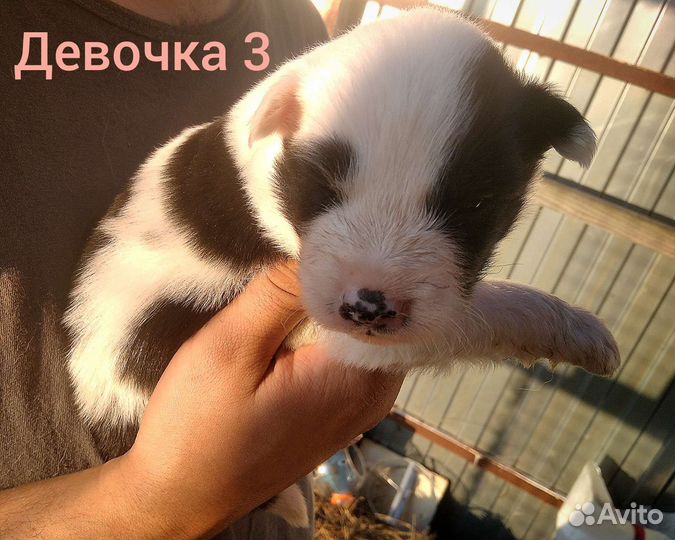 Щенки метисы самоеда