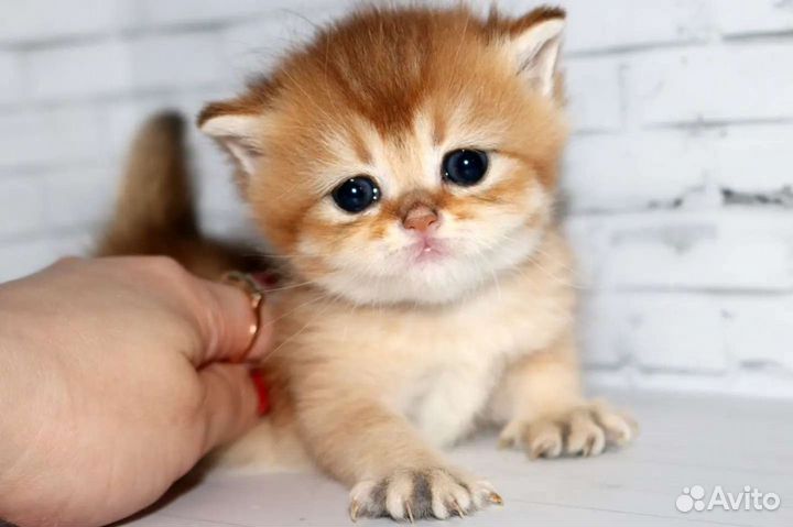 Котята золотые британские шиншиллы ny11