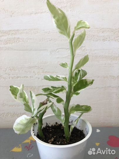 Педилантус вариегатный