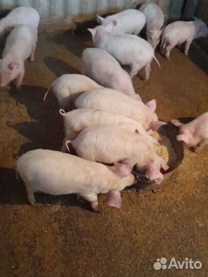 Поросята домашние