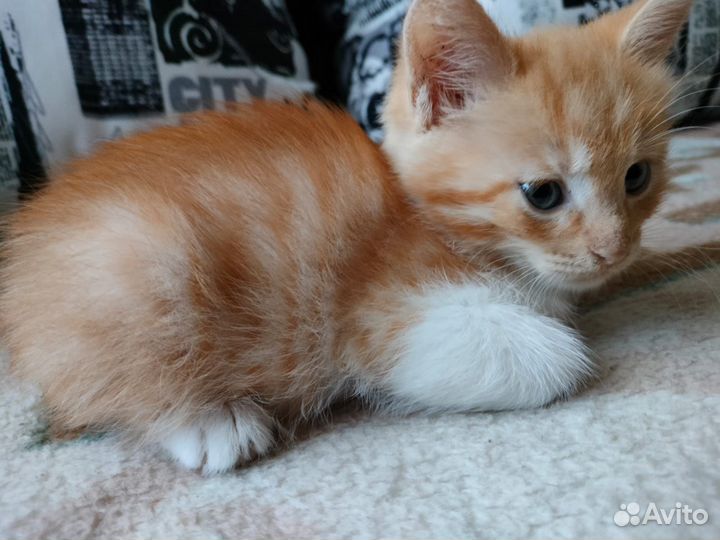 Кошка в дар бесплатно