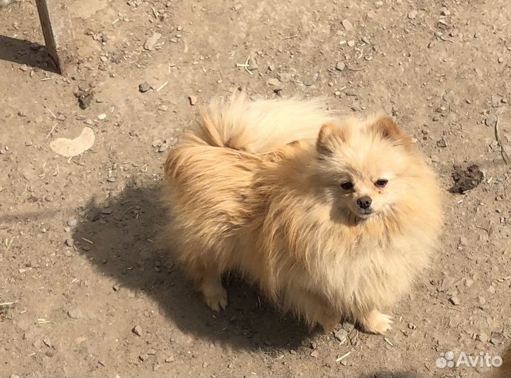 Шпиц мишутки