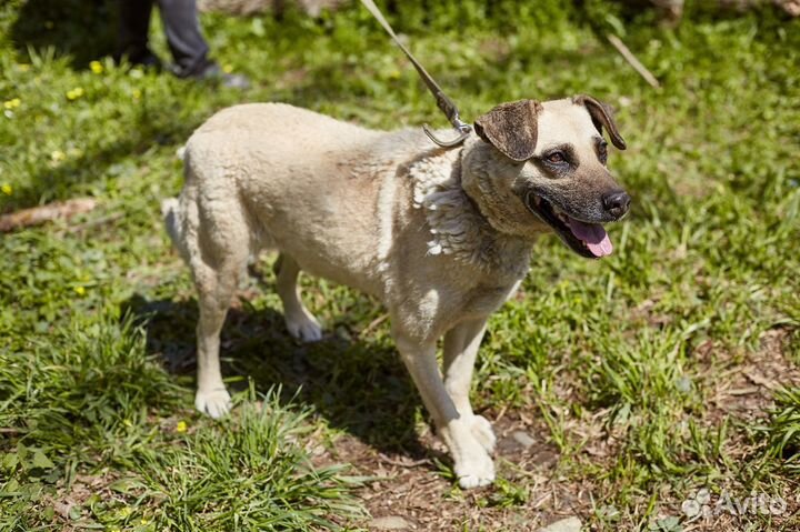 Чудесная и очень простая Маша в добрые руки