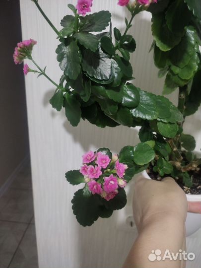 Коланхоэ