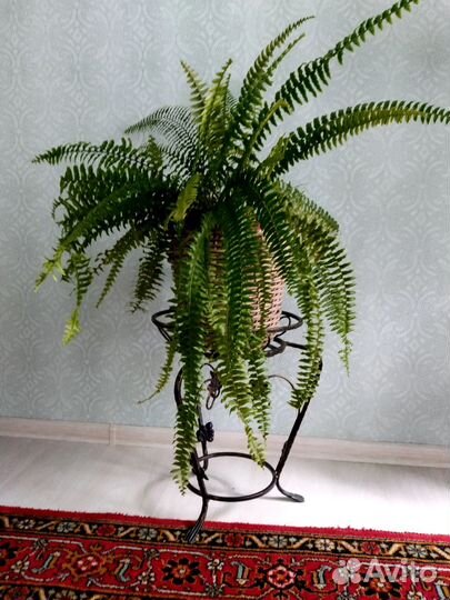 Папоротник комнатный, или нефролепис