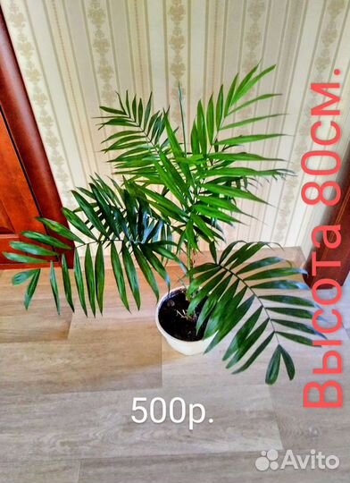 Пальма,хойя,драцена