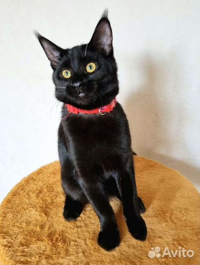 Чаузи из питомника