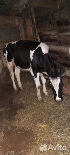 Продам Бычков и телят