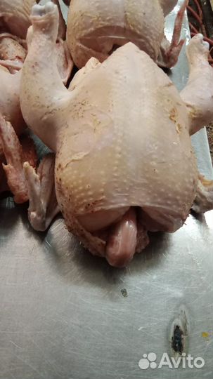 Мясо домашнего бройлера