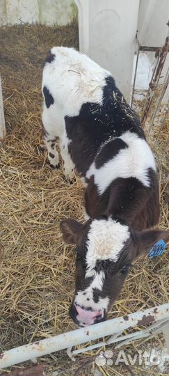 С/х животные