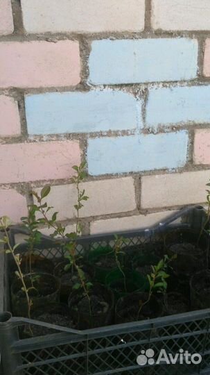 Айва японская хеномелес