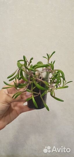 Пеперомия орби пикси, оттона