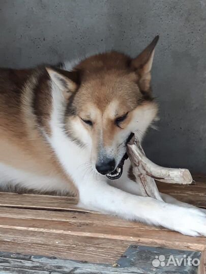 Лакомства для собак